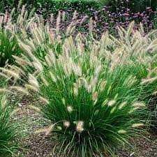 пеннісетум лісохвостний  . пухнастий злаковий до 1 м
