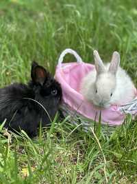 Декоративные мини кролики