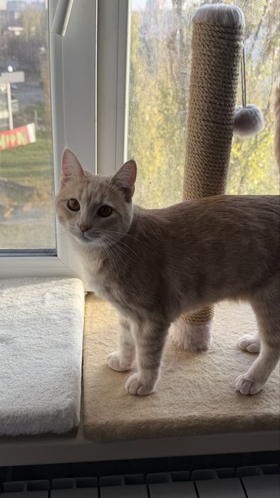 Віддам виховану дівчинку в добрі руки)