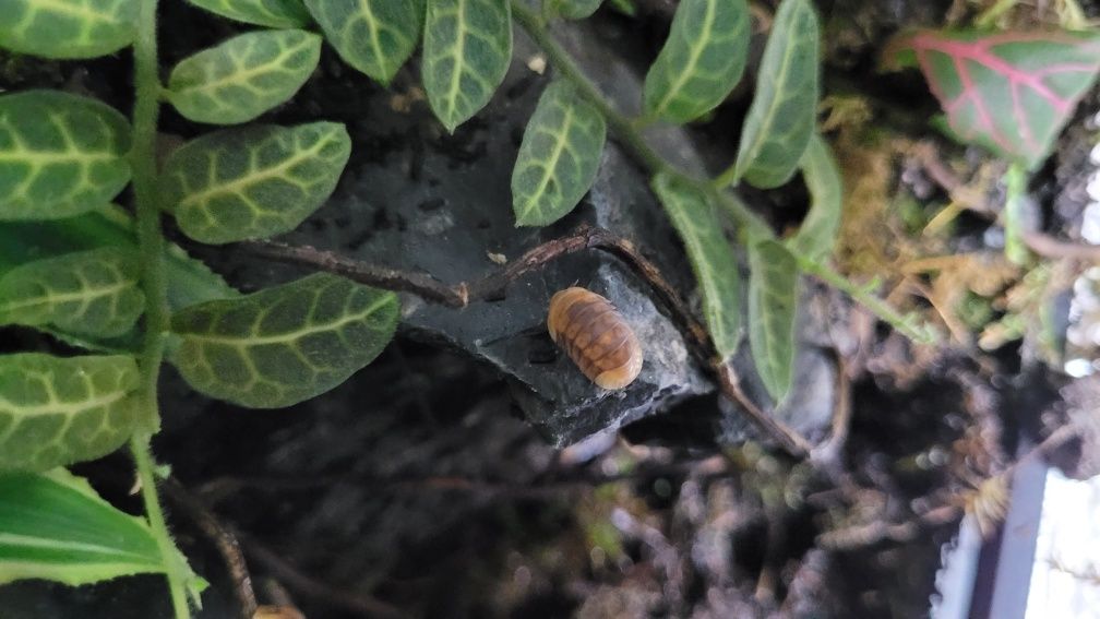 Cubaris Sp. Rubber Ducky gatunek kolekcjonerski. Prosionki