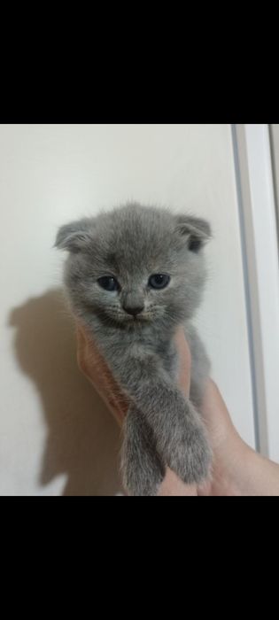 Котик висловухий, вік 2 міс