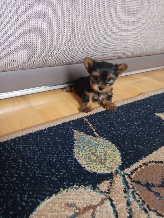 Yorkshire Terrier Polecam !