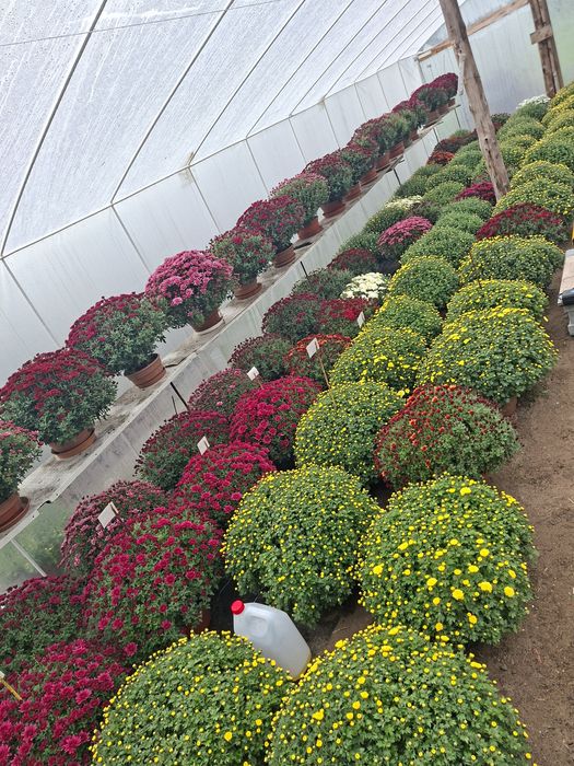 Sprzedam chryzantemy