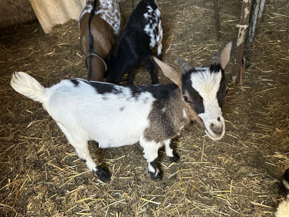 Cabrito Anão Tricolor com 3 meses