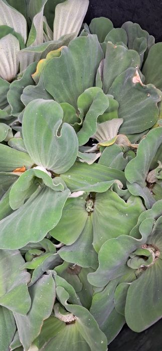 Alfaces água planta superfície