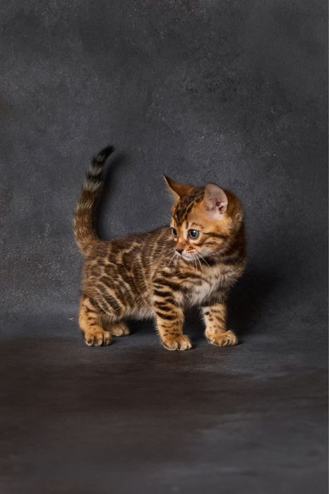 Бенгал, бенгальська дівчинка