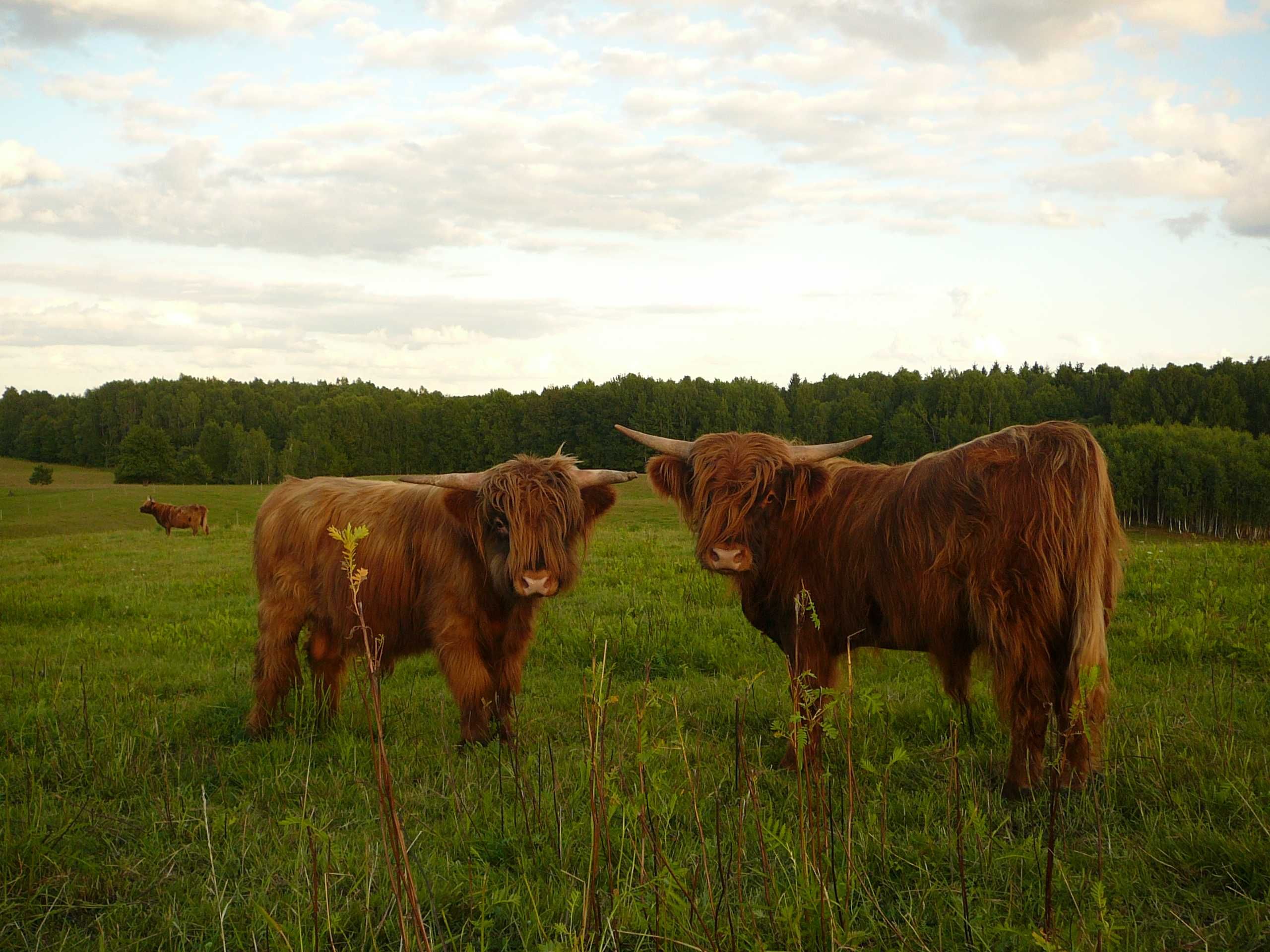 Szkockie bydło górskie highland highlander jałówka jałówki