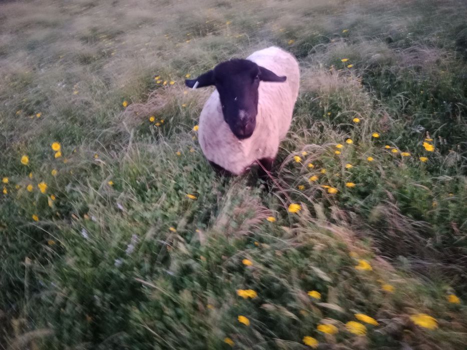 Suffolk inglesa 3 anos para Venda