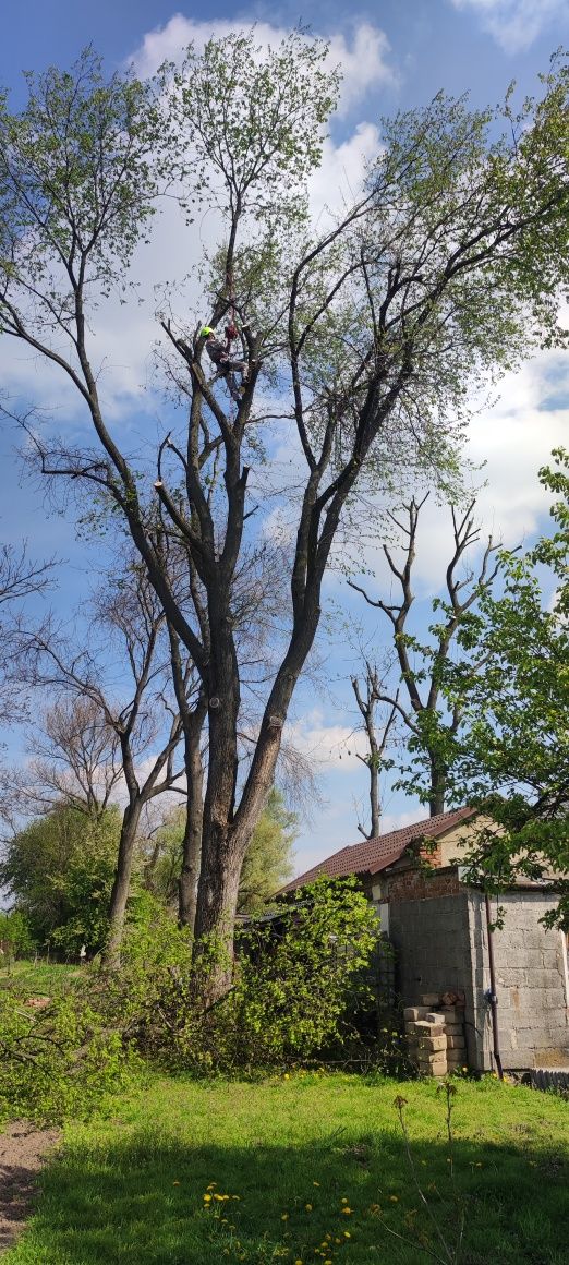 Koszenie,wycinka drzew-aborystyka,zrąbkowanie,frezowaniePni, mulczer