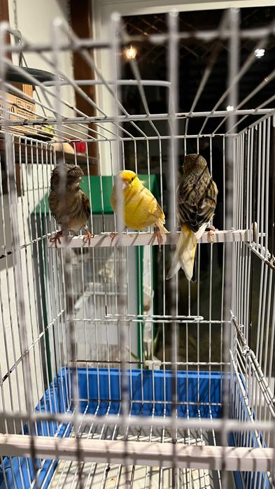 Canarios macho e femeas