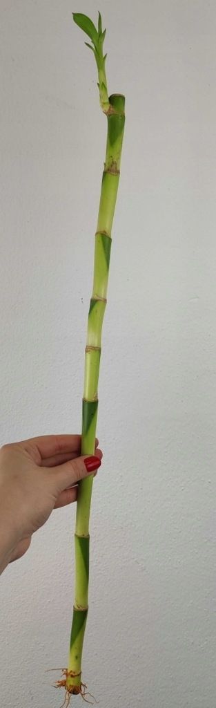 Lucky Bamboo Dracena Bambus 70 cm