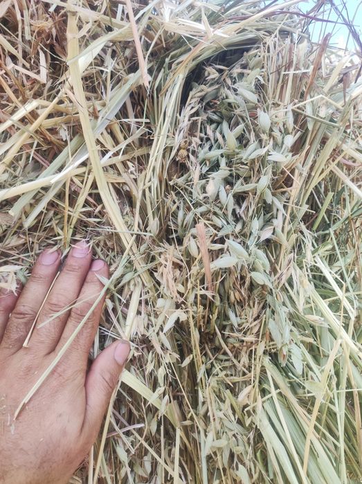 Fardos quadrantes de aveia grão e azevem