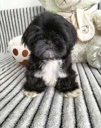 Shih tzu śliczny 10 tygodniowy piesek