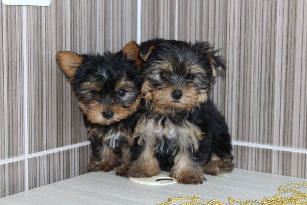 Малюки Йорки, хлопчики і дівчатка