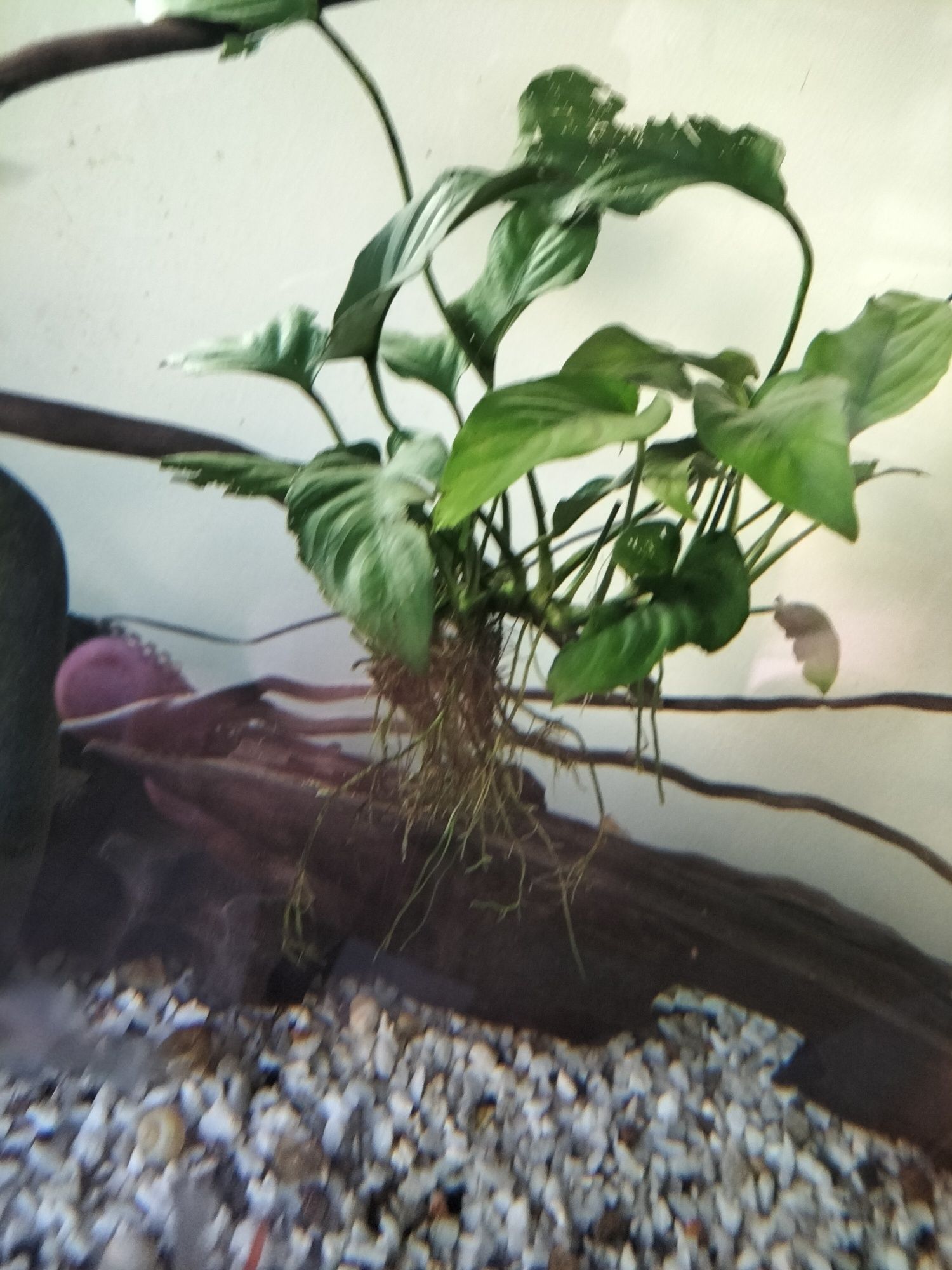 Plantas anubias médias