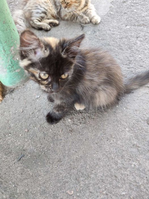 Віддам в хороші руки