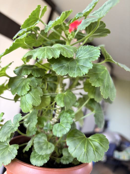 Пеларгонія мініатюрна Milbern Galaxy