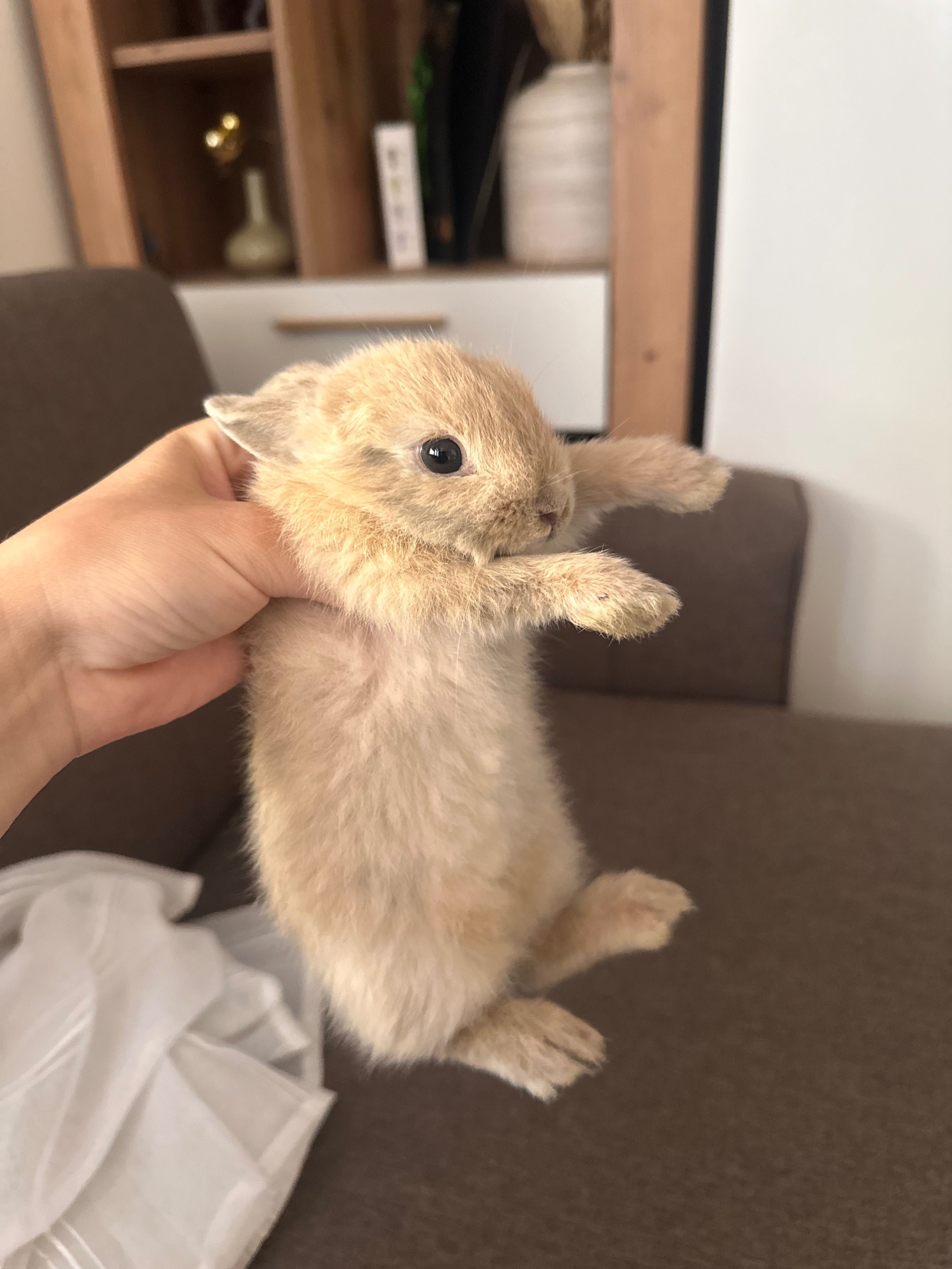 Coelhinhos Gazapos a venda