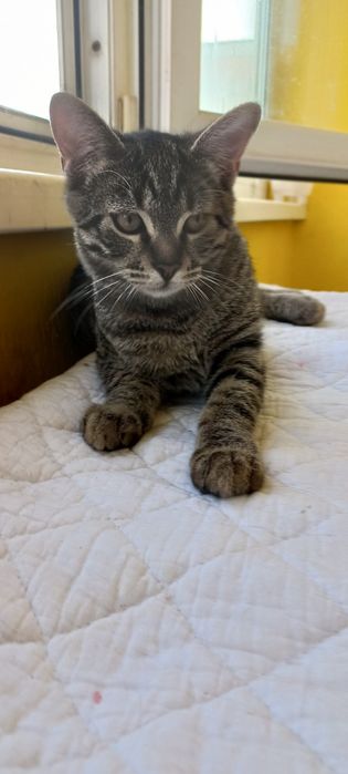 Умный, здоровенький, красивый!Отдам в хорошие руки!