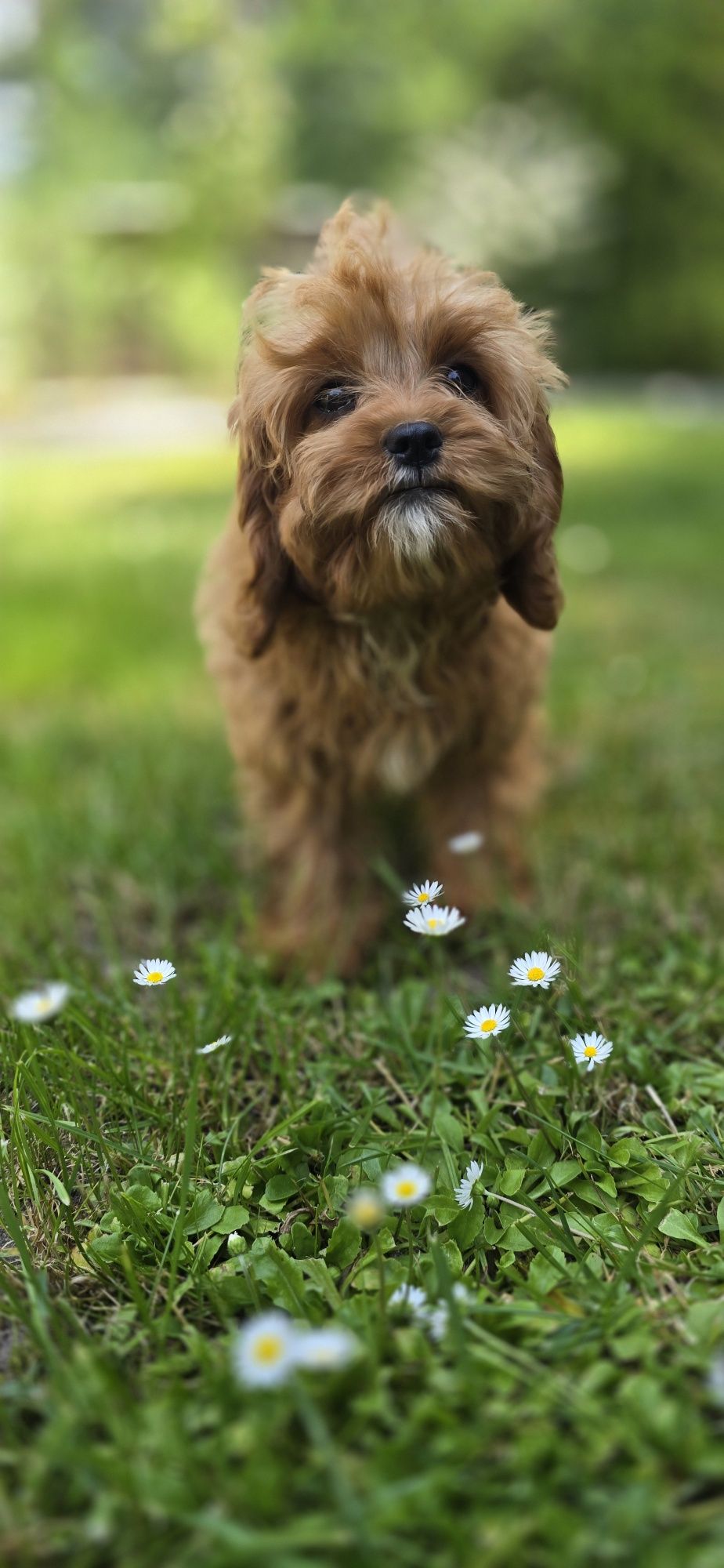 Cavapoo cavadoodle cavalier pudel Doodle