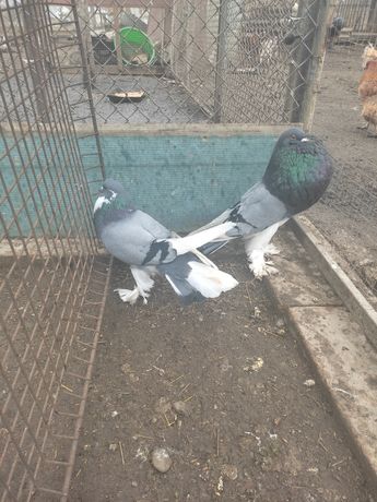Продам голубів дутишів