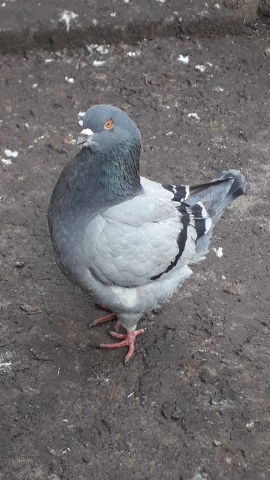 kingi ptaki gołębie ozdobne