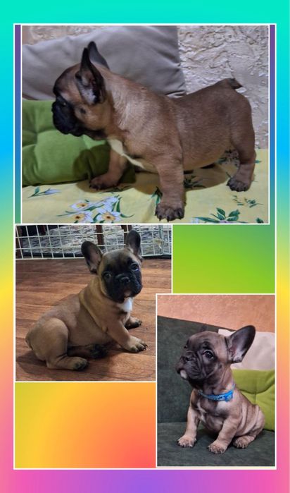 Лапусіки дівчинка та хлопчик французіки