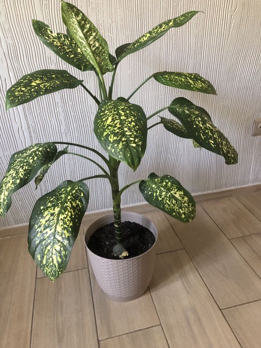 Дифенбахия пятнистая.