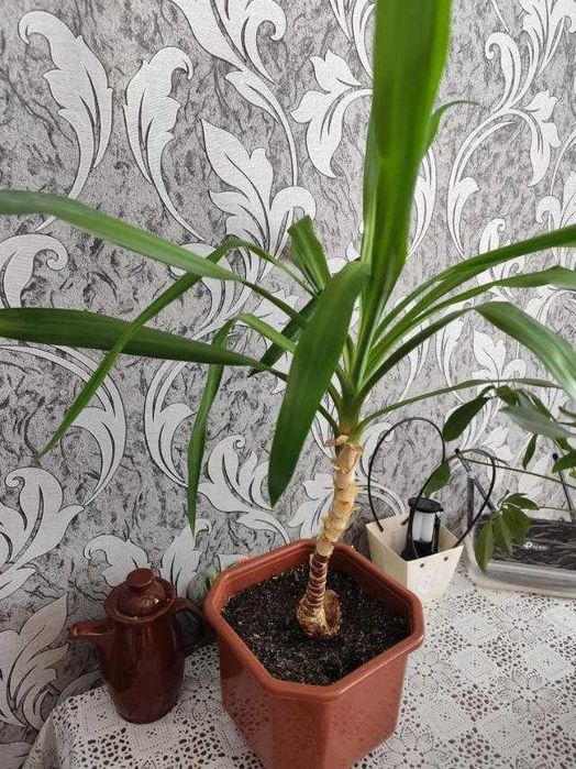 Продам юкку комнатную