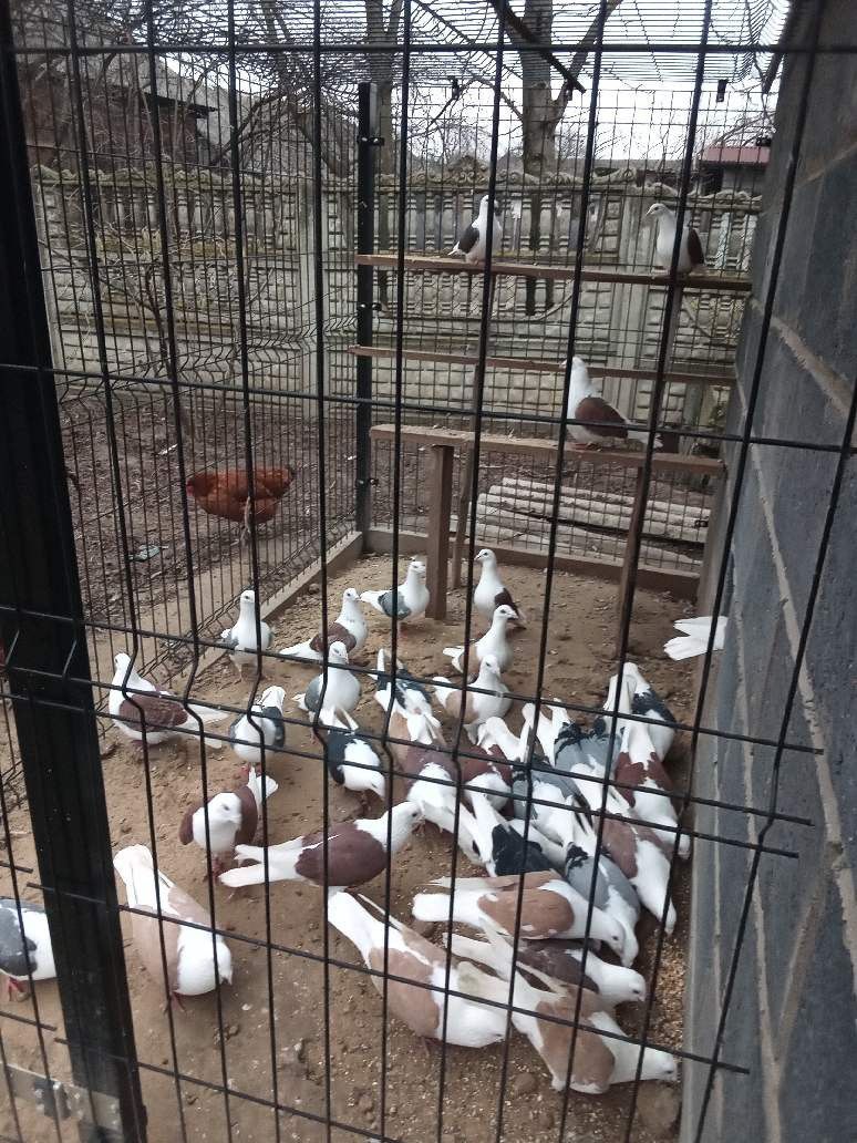 Gołębie boki  śląskie tarczowe 40 sztuk do sprzedania