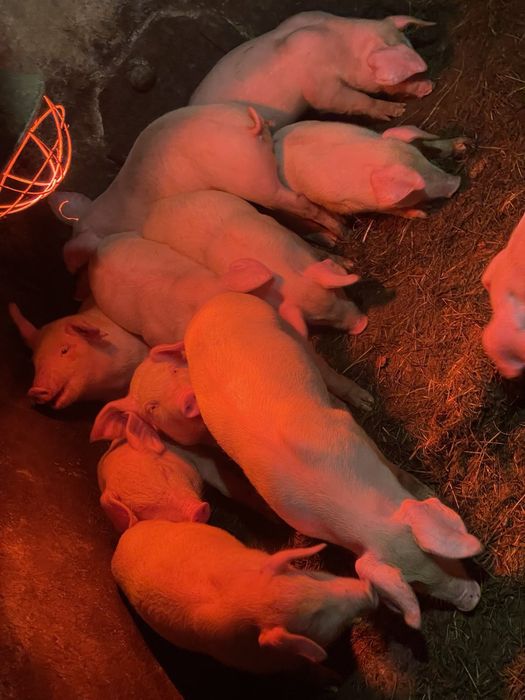 Продаються поросята