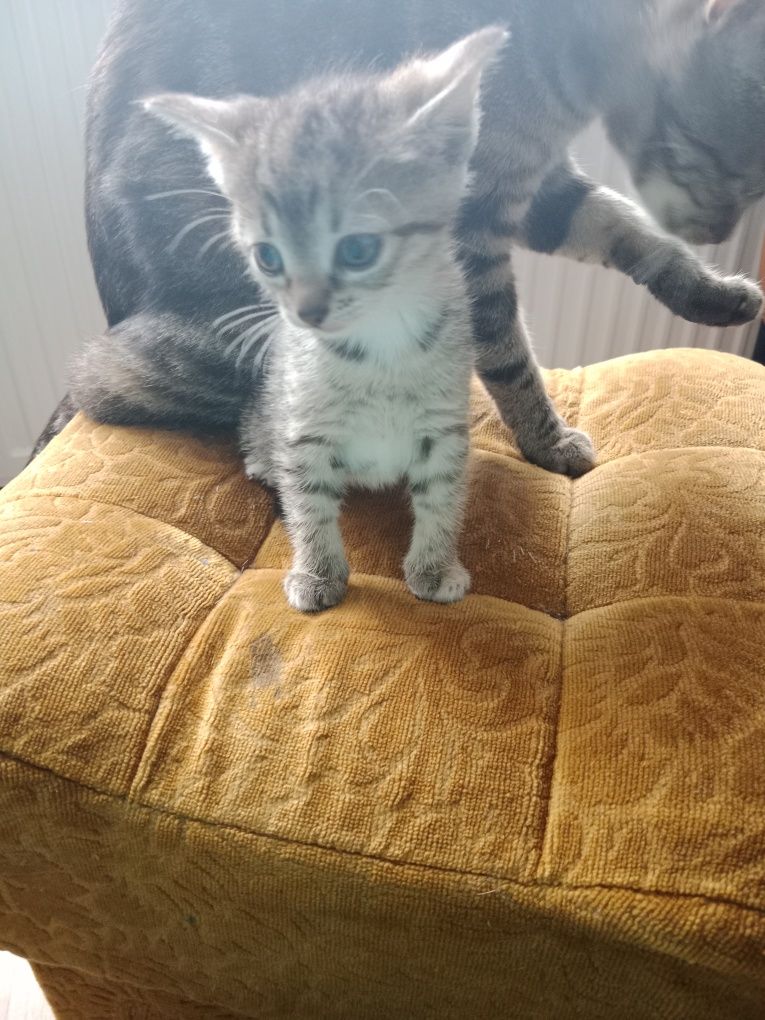 Koteczka do adopcji