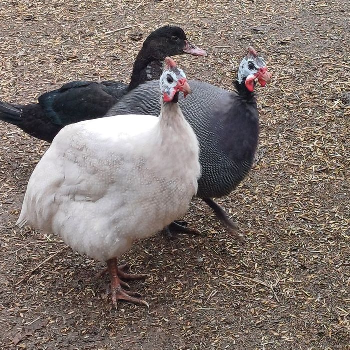 Kaczor staropolski francuskii