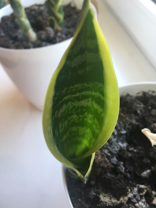Sanseveria gwinejska