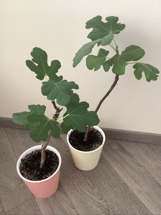 Продам инжирное дерево