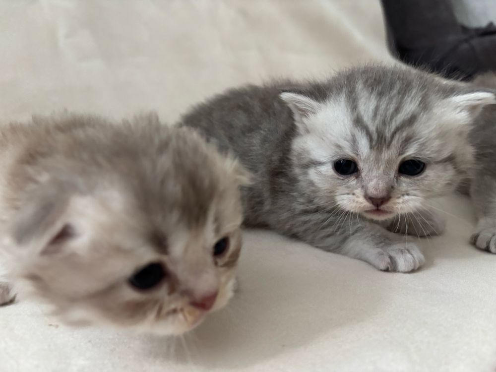 Котята шотландские и Линкс пойнт