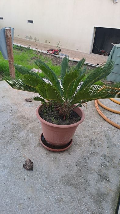 Planta Sica em vaso