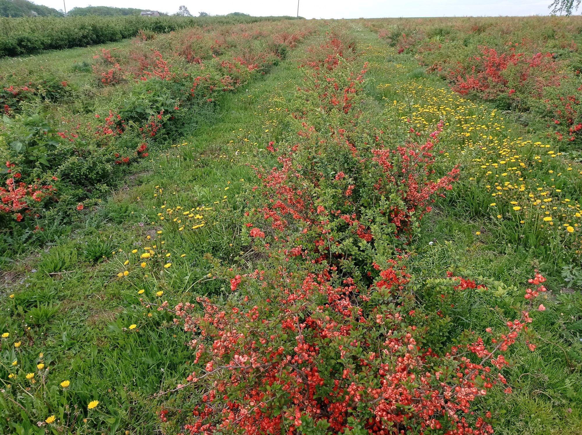 Pigwowiec owoce Plantacja ekologiczna.