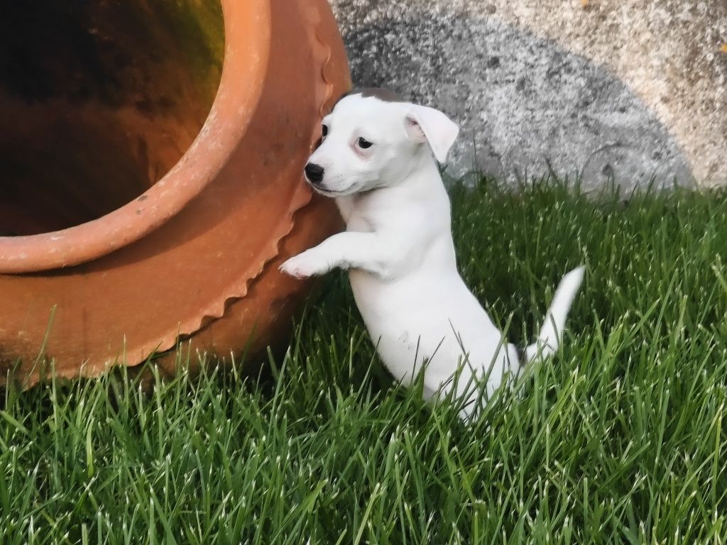 Jack Russell Terrier Fêmea