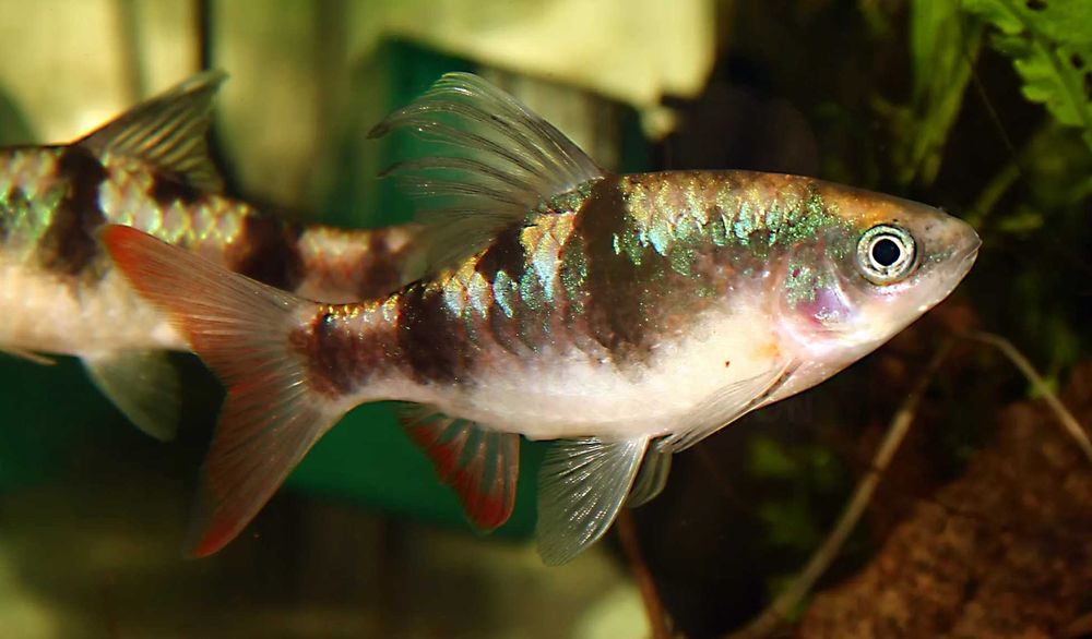 Brzanka pióropuszowa - Dawkinsia arulius - ARULIA - dowozimy, wysyłamy