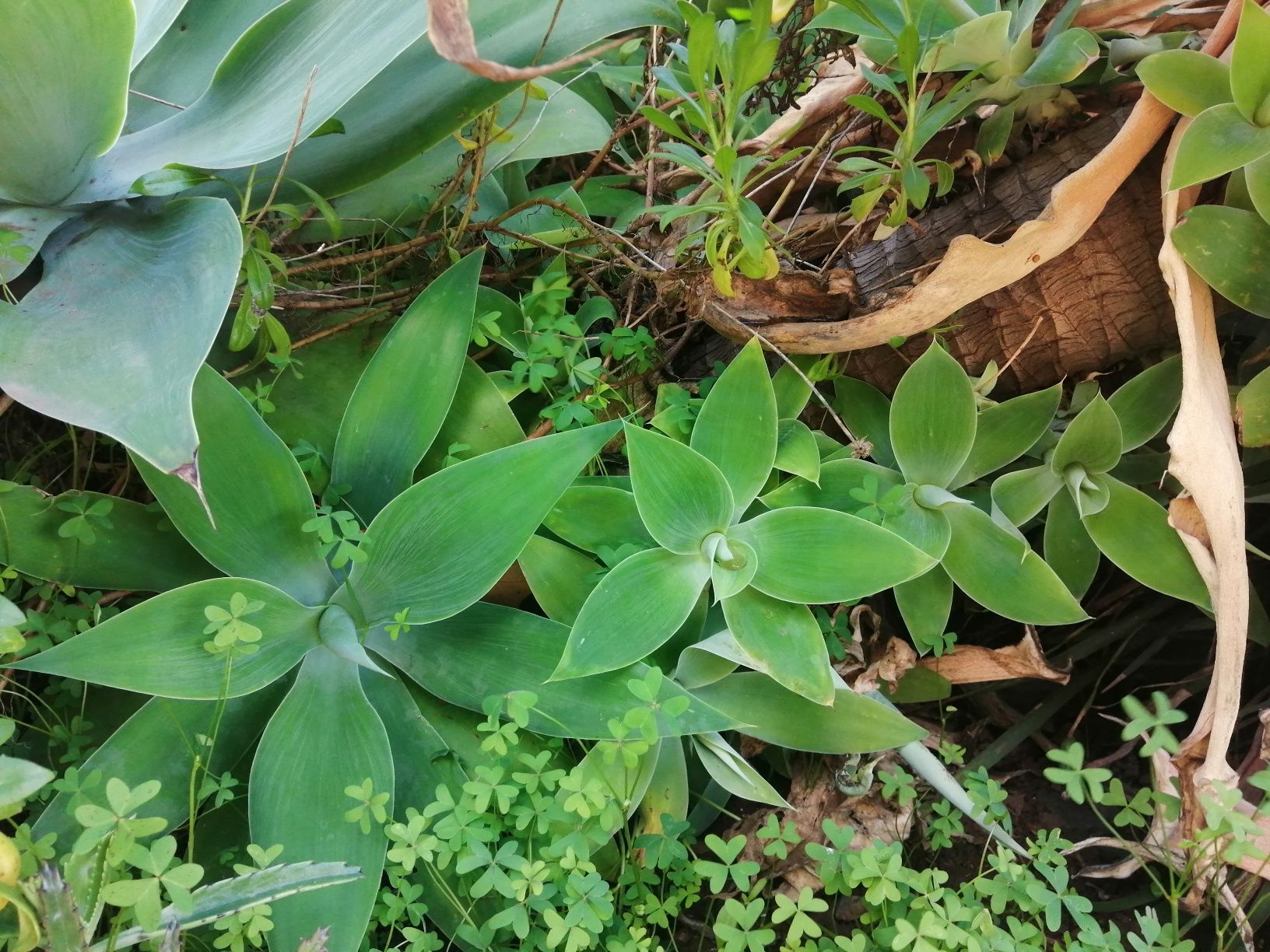Vendo Agave Dragão