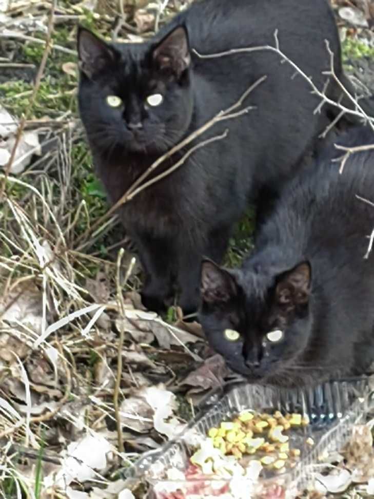 cztery, czarne, 7 mies.  kotki oraz młoda bura kotka szukają domu