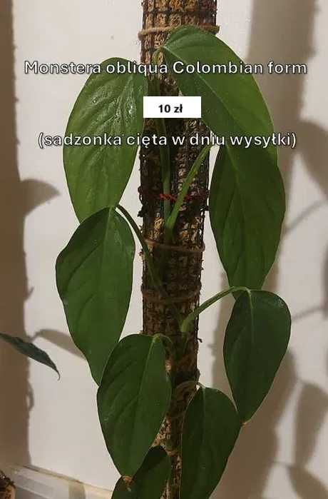 Monstera obliqua Colombian form