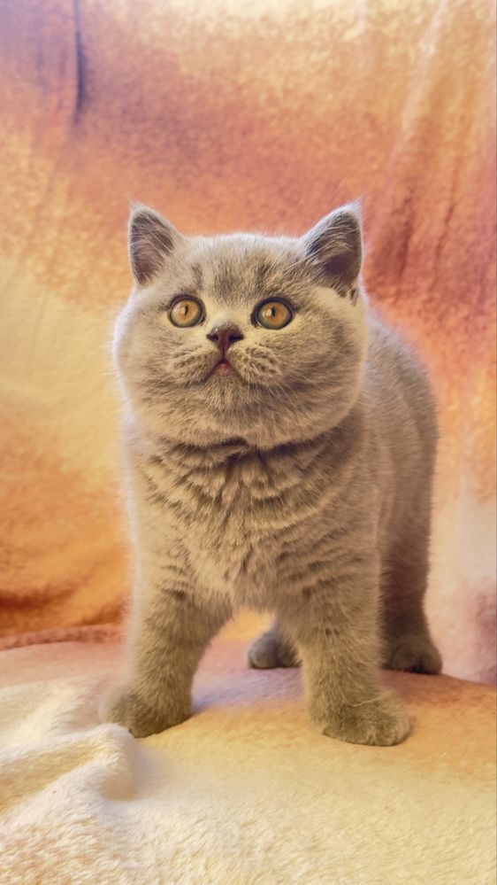 Kocieta brytyjskie