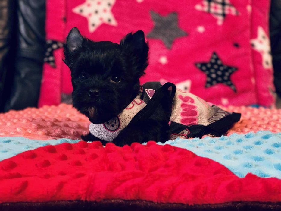 Czarny York - do odbioru. Nie wybarwi się. Oboje czarni rodzice.