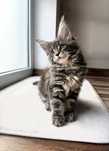 Kotka maine coon