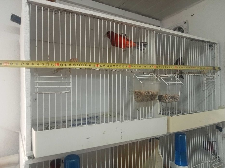 Viveiros para canários