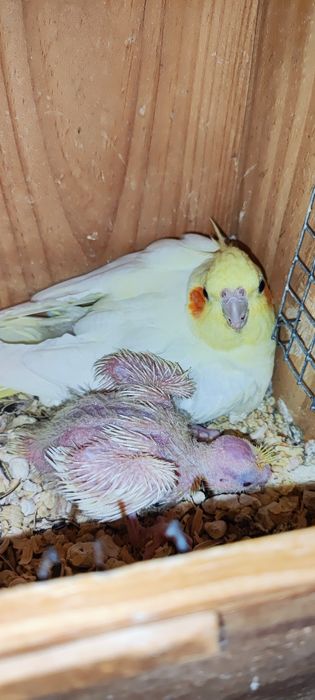 Caturra bebe para acabar de criar a mão