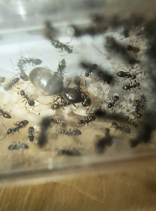 Mrówki dla początkujących lasius cf. emarginatus