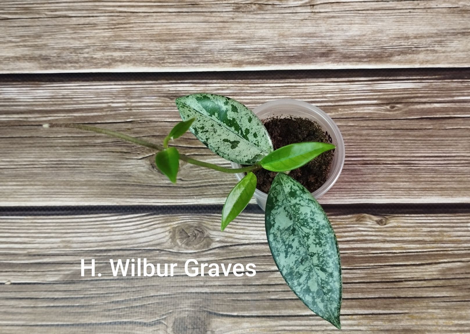Hoya Wilbur Graves